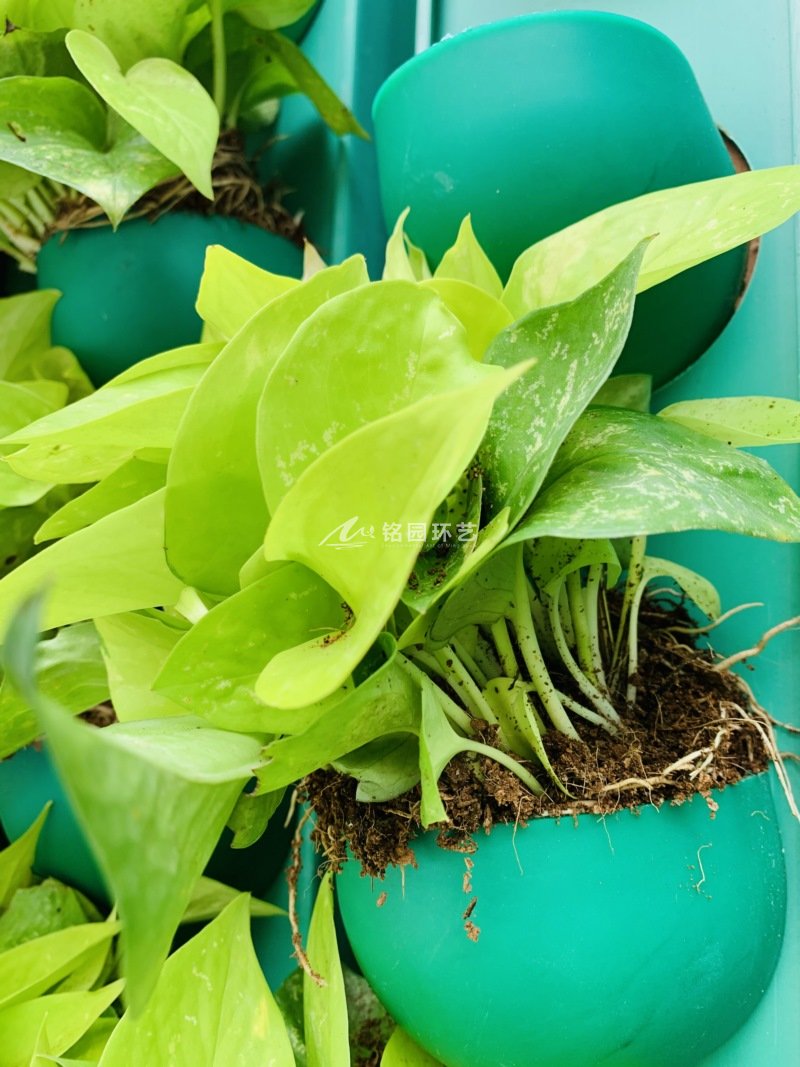 小学建筑外墙植物墙