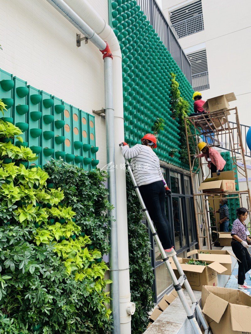 小学建筑外墙植物墙