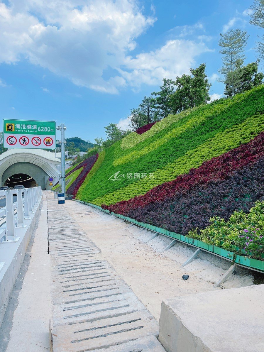 隧道绿化，厦门海沧隧道护坡笔直绿化景观